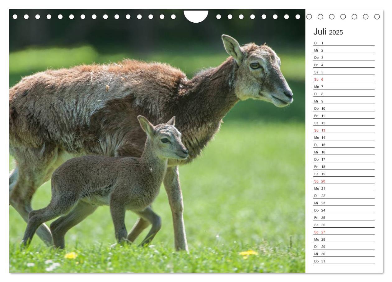 Bild: 9783435544493 | Emotionale Momente: Muffelwild. (Wandkalender 2025 DIN A4 quer),...