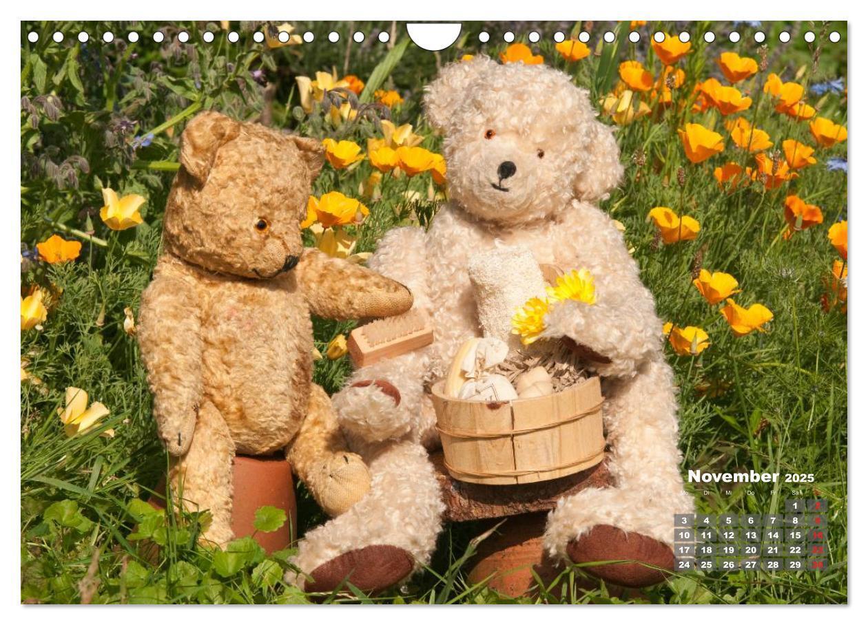 Bild: 9783435576586 | Geliebte Bären - Teddys (Wandkalender 2025 DIN A4 quer), CALVENDO...