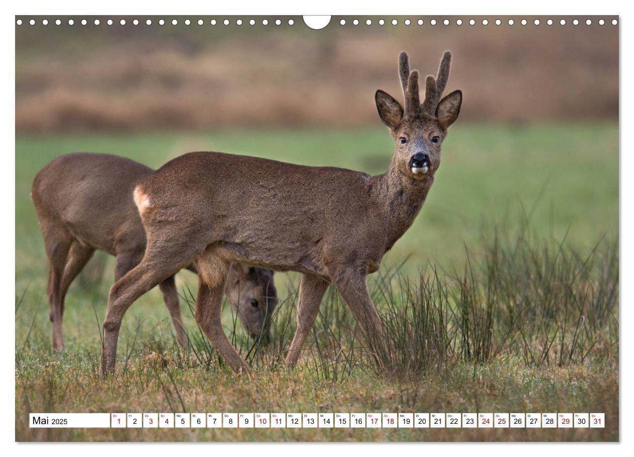 Bild: 9783435342730 | Anmut mit sanften Augen - Rehwild in der freien Natur (Wandkalender...