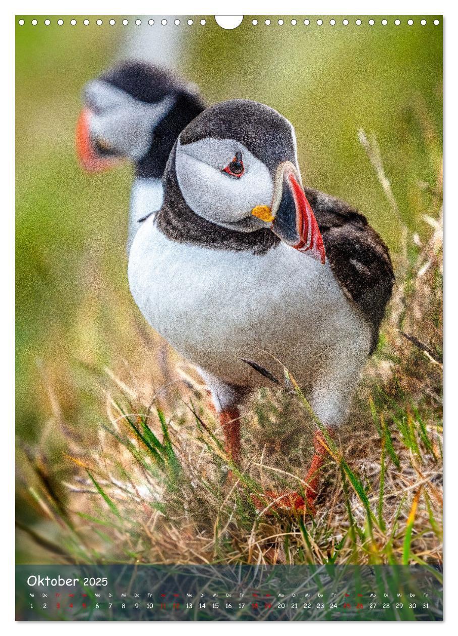 Bild: 9783435848843 | Naturerlebnis Puffin (Wandkalender 2025 DIN A3 hoch), CALVENDO...