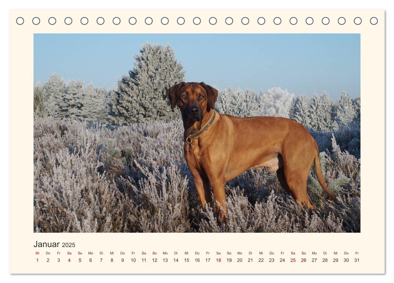 Bild: 9783435352623 | Rhodesian Ridgeback Power aus Südafrika (Tischkalender 2025 DIN A5...