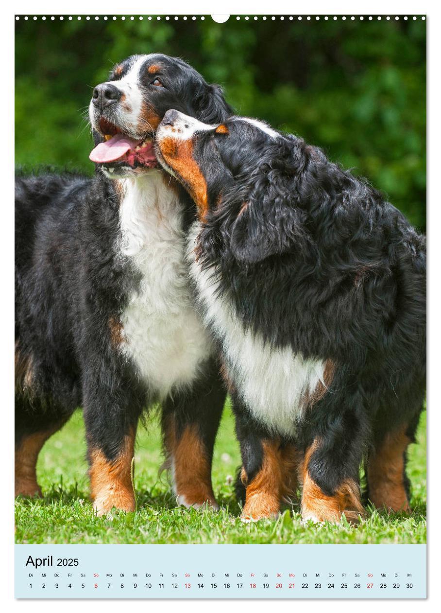 Bild: 9783435960200 | Berner Sennenhund - stark , schön und liebenswert (Wandkalender...