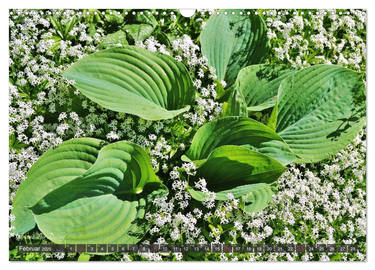 Bild: 9783435576388 | Hosta Staude mit Herz (Wandkalender 2025 DIN A3 quer), CALVENDO...