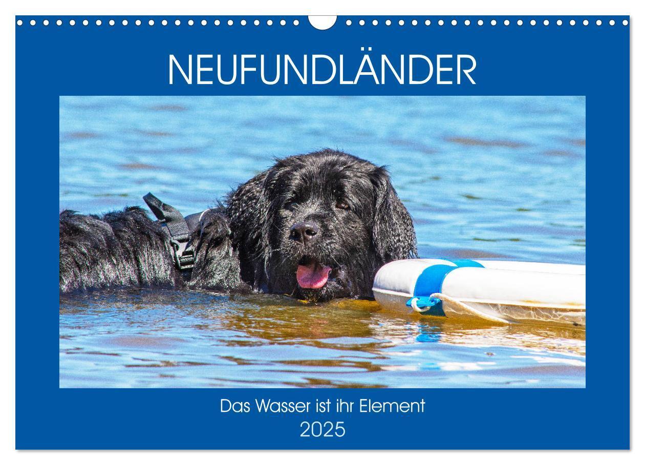 Cover: 9783435306206 | Neufundländer - Das Wasser ist ihr Element (Wandkalender 2025 DIN...