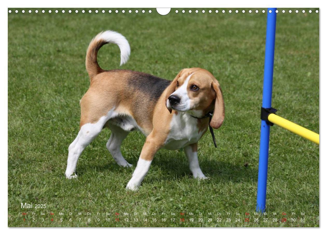 Bild: 9783435746569 | Beagle (Wandkalender 2025 DIN A3 quer), CALVENDO Monatskalender | Berg