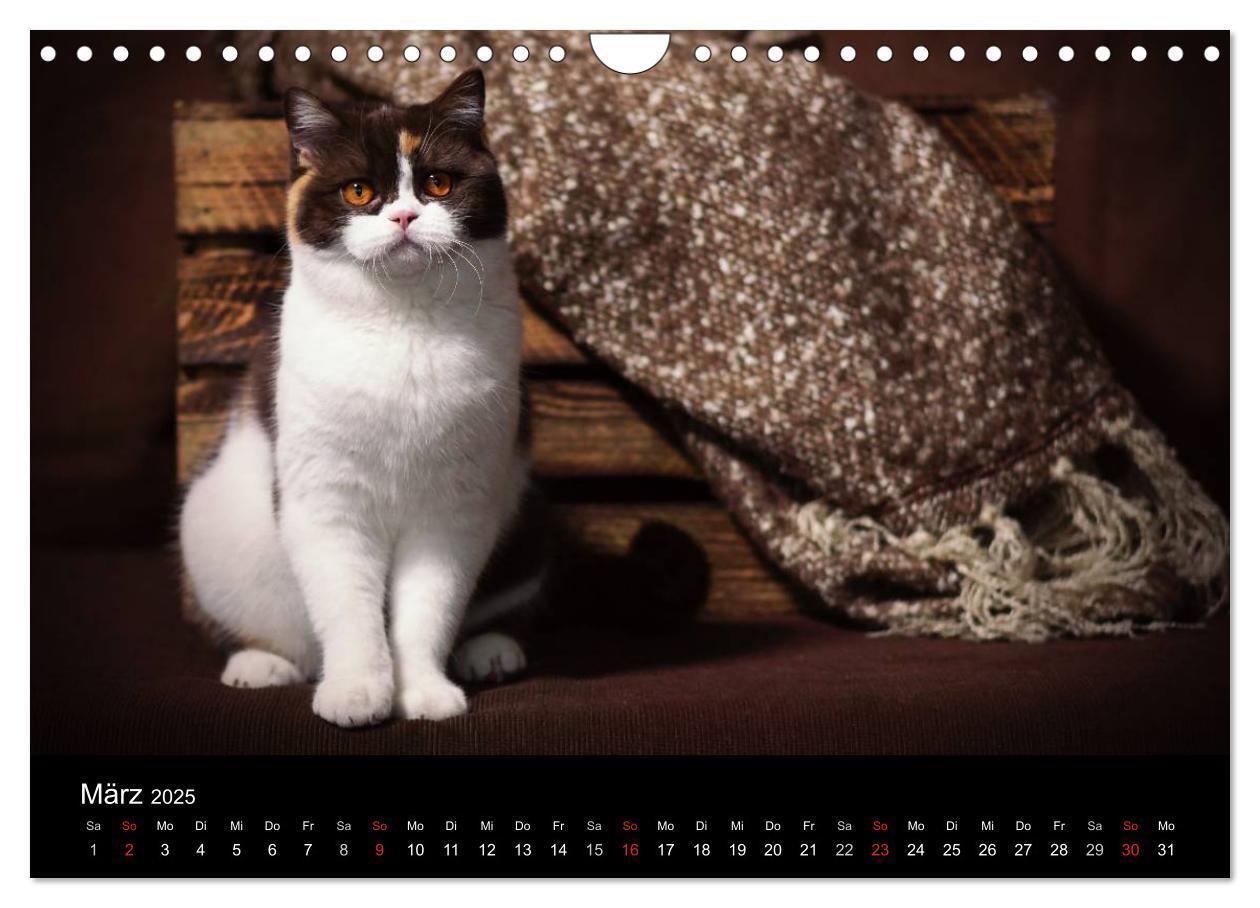 Bild: 9783435488506 | Schokoladige Britisch Kurzhaar Katzen (Wandkalender 2025 DIN A4...