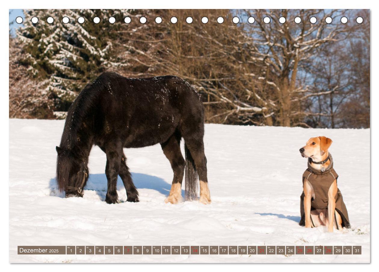 Bild: 9783435270583 | Pferd und Hund - Vierbeinige Freunde (Tischkalender 2025 DIN A5...