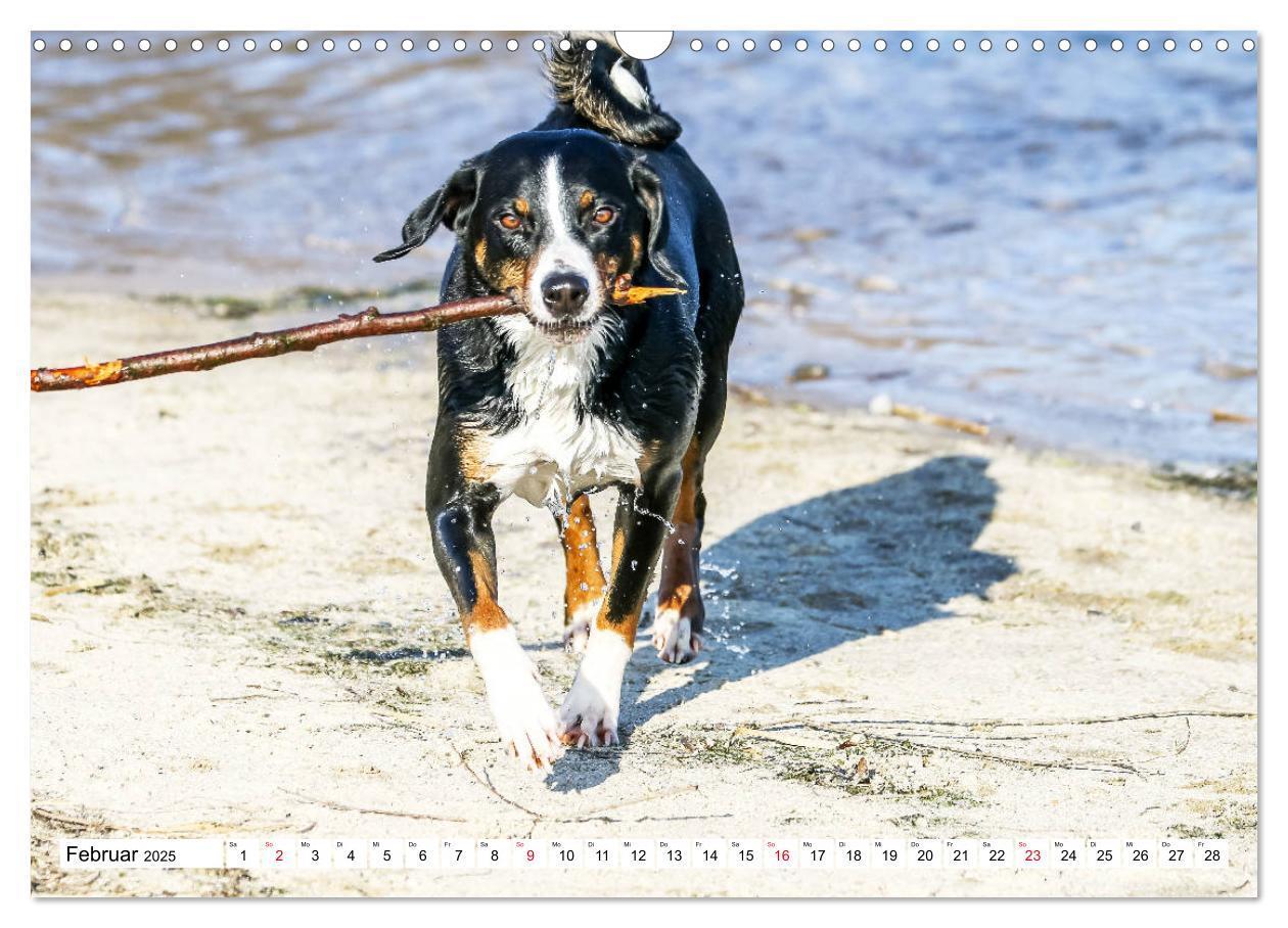 Bild: 9783435332441 | Appenzeller Sennenhunde (Wandkalender 2025 DIN A3 quer), CALVENDO...