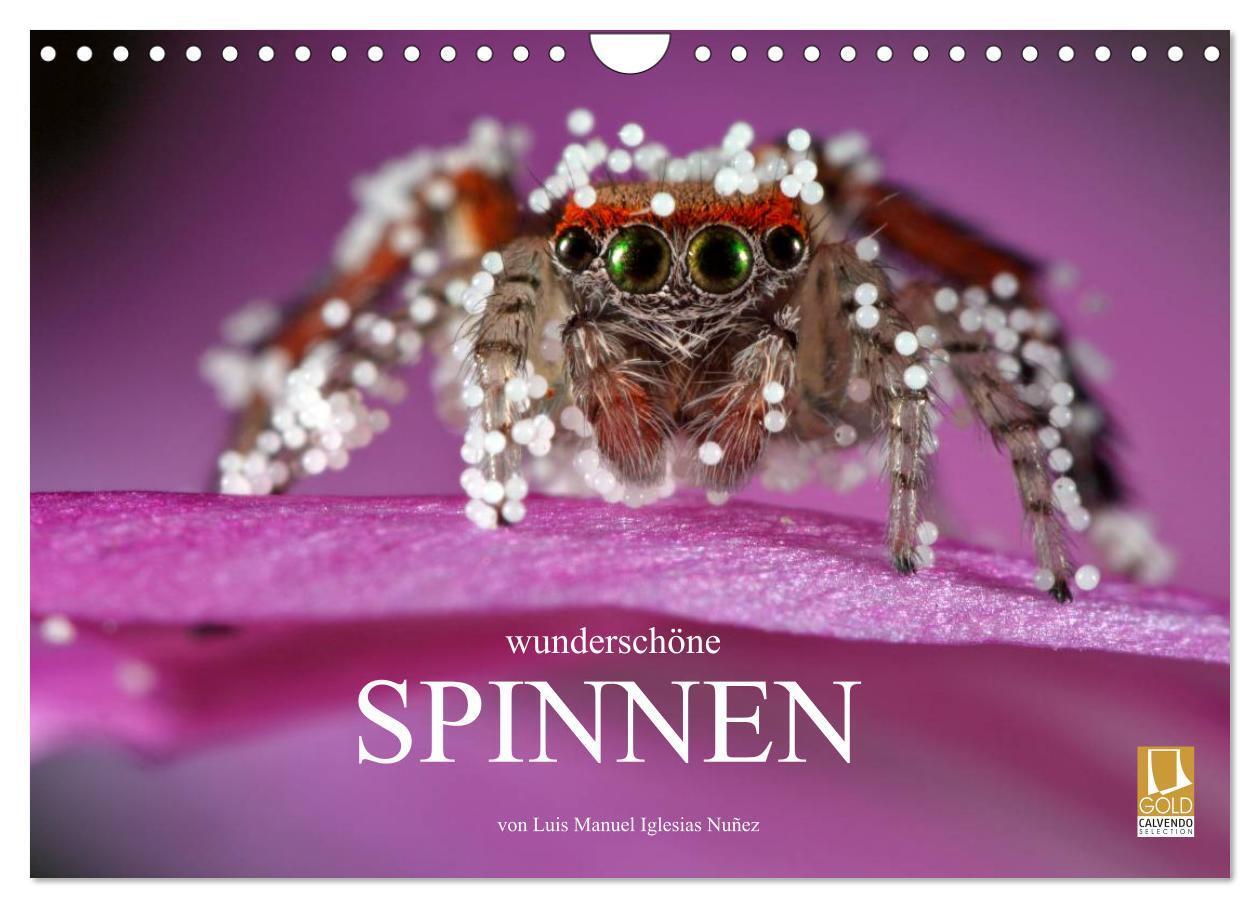 Cover: 9783435808519 | Wunderschöne Spinnen (Wandkalender 2025 DIN A4 quer), CALVENDO...