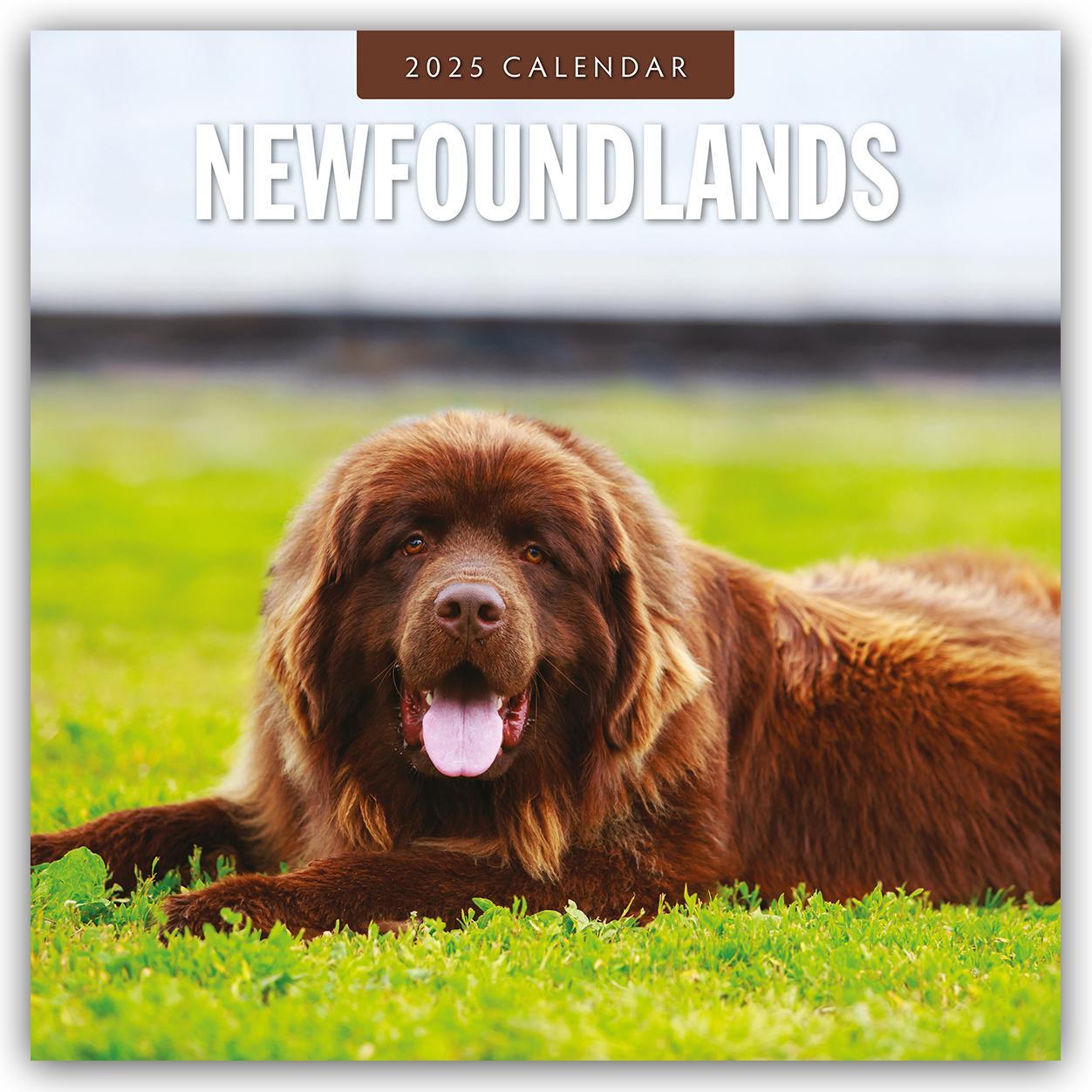 Cover: 9781804424896 | Newfoundlands - Neufundländer 2025 - 16-Monatskalender | Robin Red