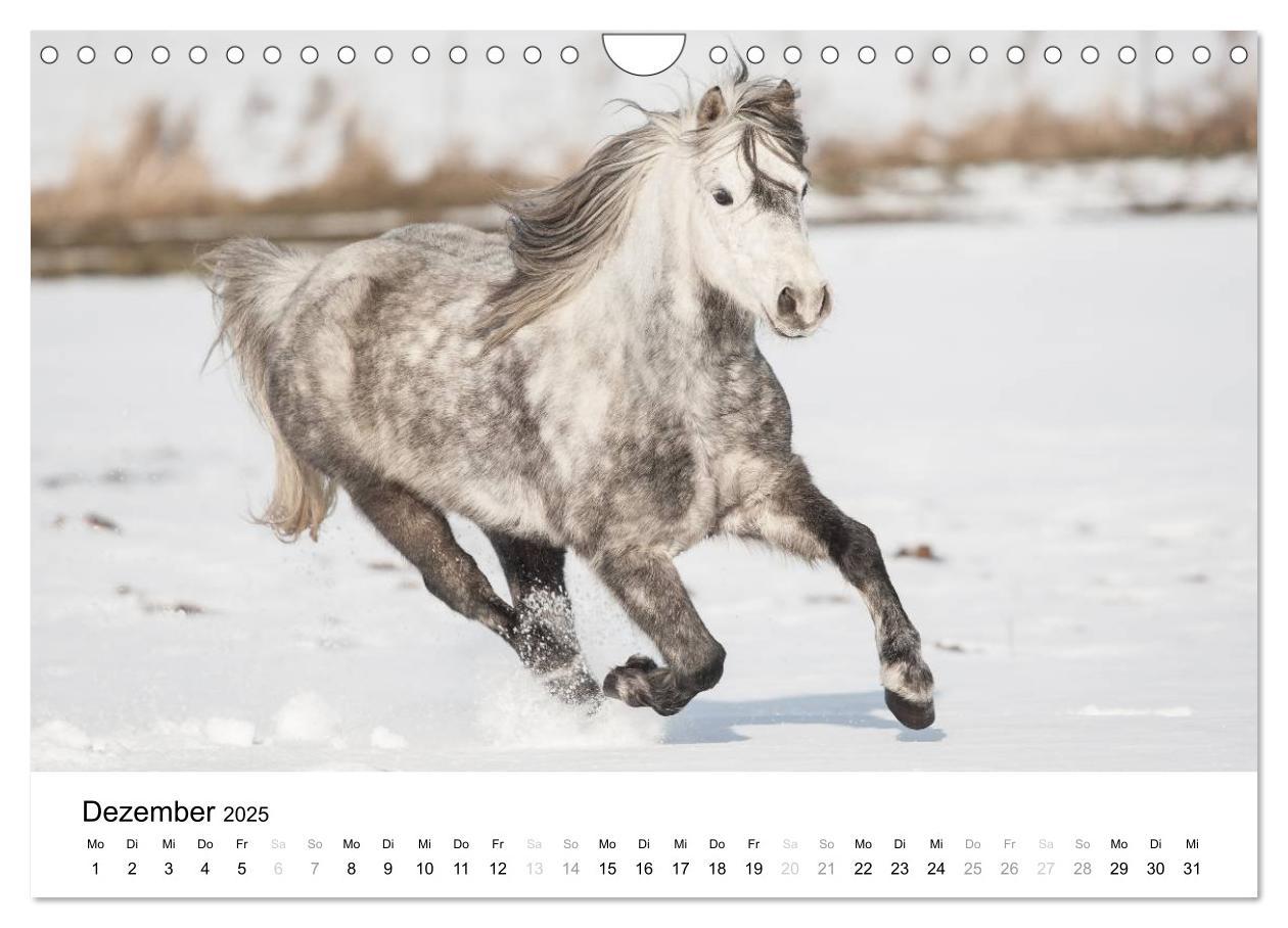 Bild: 9783435582815 | Pferde - Magdalena Strakova (Wandkalender 2025 DIN A4 quer),...