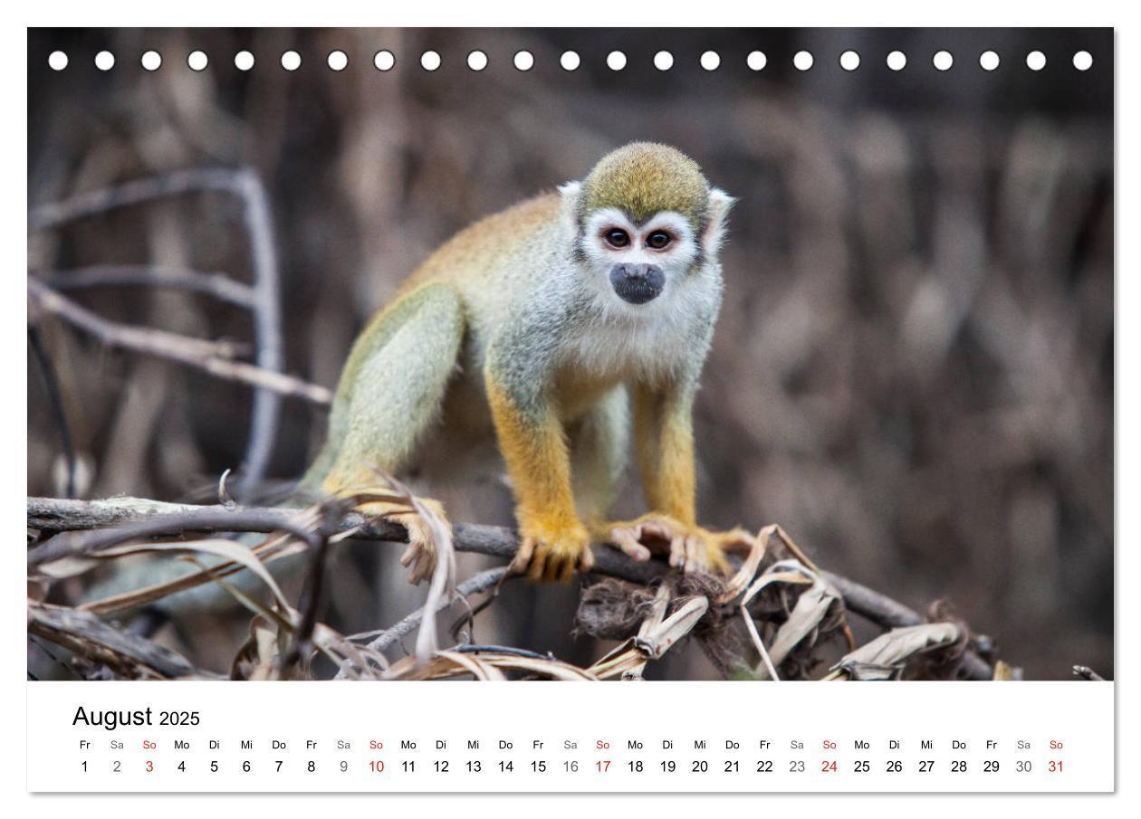 Bild: 9783435335992 | Mythos Amazonas - Naturparadies Brasiliens (Tischkalender 2025 DIN...