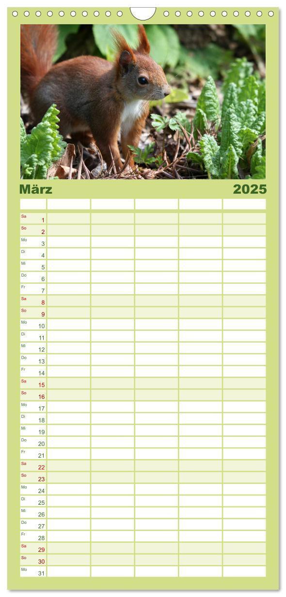 Bild: 9783457111062 | Familienplaner 2025 - Eichhörnchen mit 5 Spalten (Wandkalender, 21...