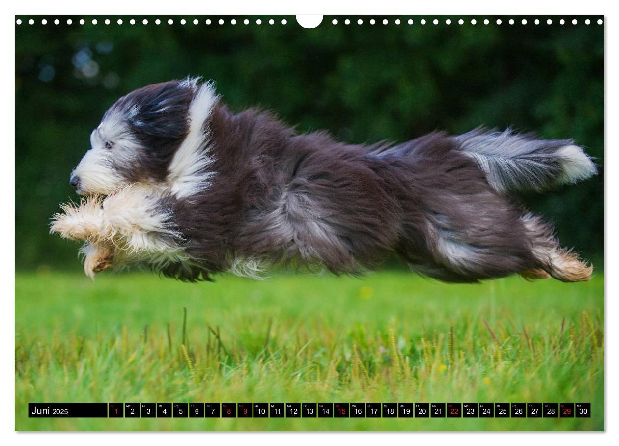 Bild: 9783435573509 | Liebenswerter Clown Bearded Collie (Wandkalender 2025 DIN A3 quer),...