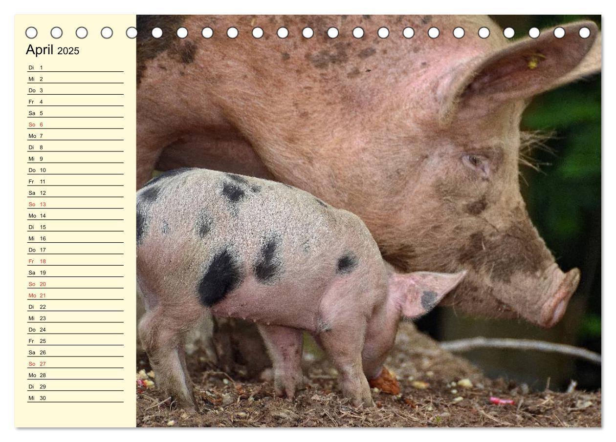 Bild: 9783435529421 | Von Säuen die Schwein haben! (Tischkalender 2025 DIN A5 quer),...