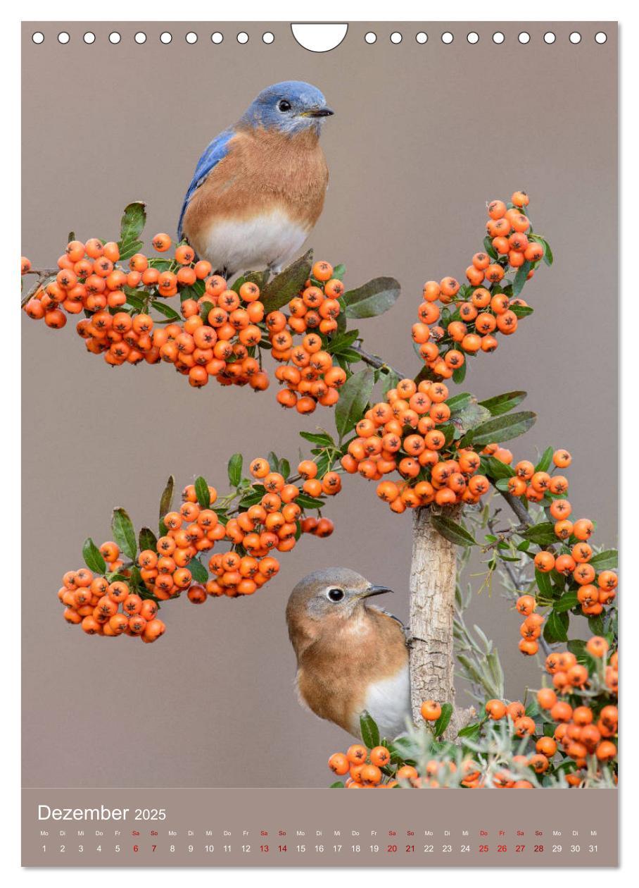 Bild: 9783435987801 | Singvögel USA (Wandkalender 2025 DIN A4 hoch), CALVENDO Monatskalender