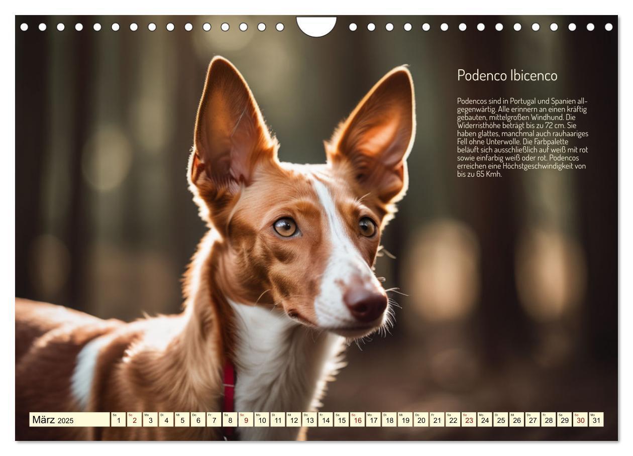 Bild: 9783457162057 | Windhunde im Portrait (Wandkalender 2025 DIN A4 quer), CALVENDO...