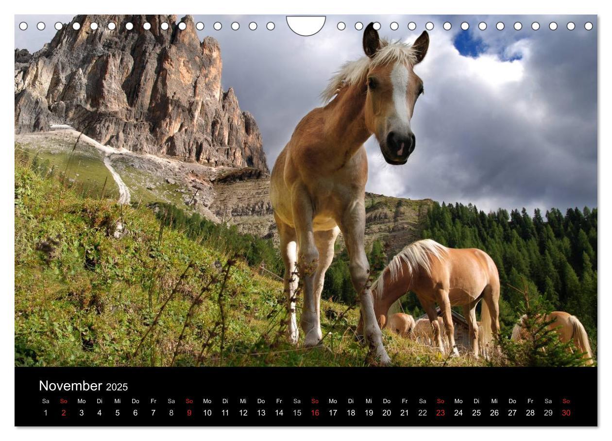 Bild: 9783435565139 | Wunderschöne Haflingerwelt (Wandkalender 2025 DIN A4 quer),...