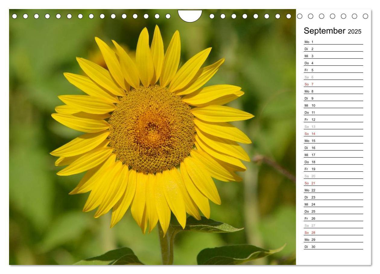 Bild: 9783435477142 | Ein Jahr lang Sonnenblumen (Wandkalender 2025 DIN A4 quer),...