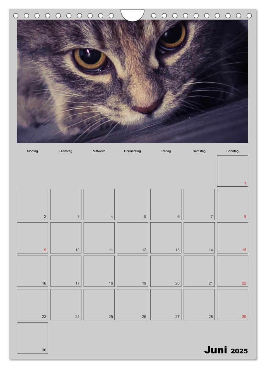 Bild: 9783457060391 | Mit Katzen durchs Jahr / Planer (Wandkalender 2025 DIN A4 hoch),...