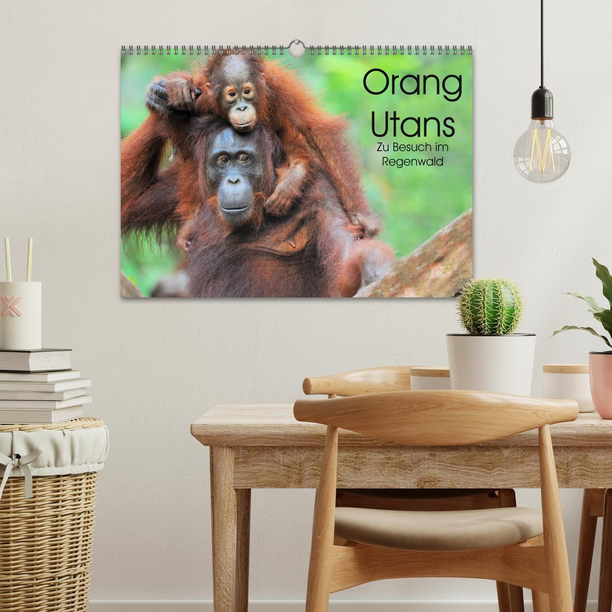 Bild: 9783435227655 | Orang Utans: Zu Besuch im Regenwald (Wandkalender 2025 DIN A3...