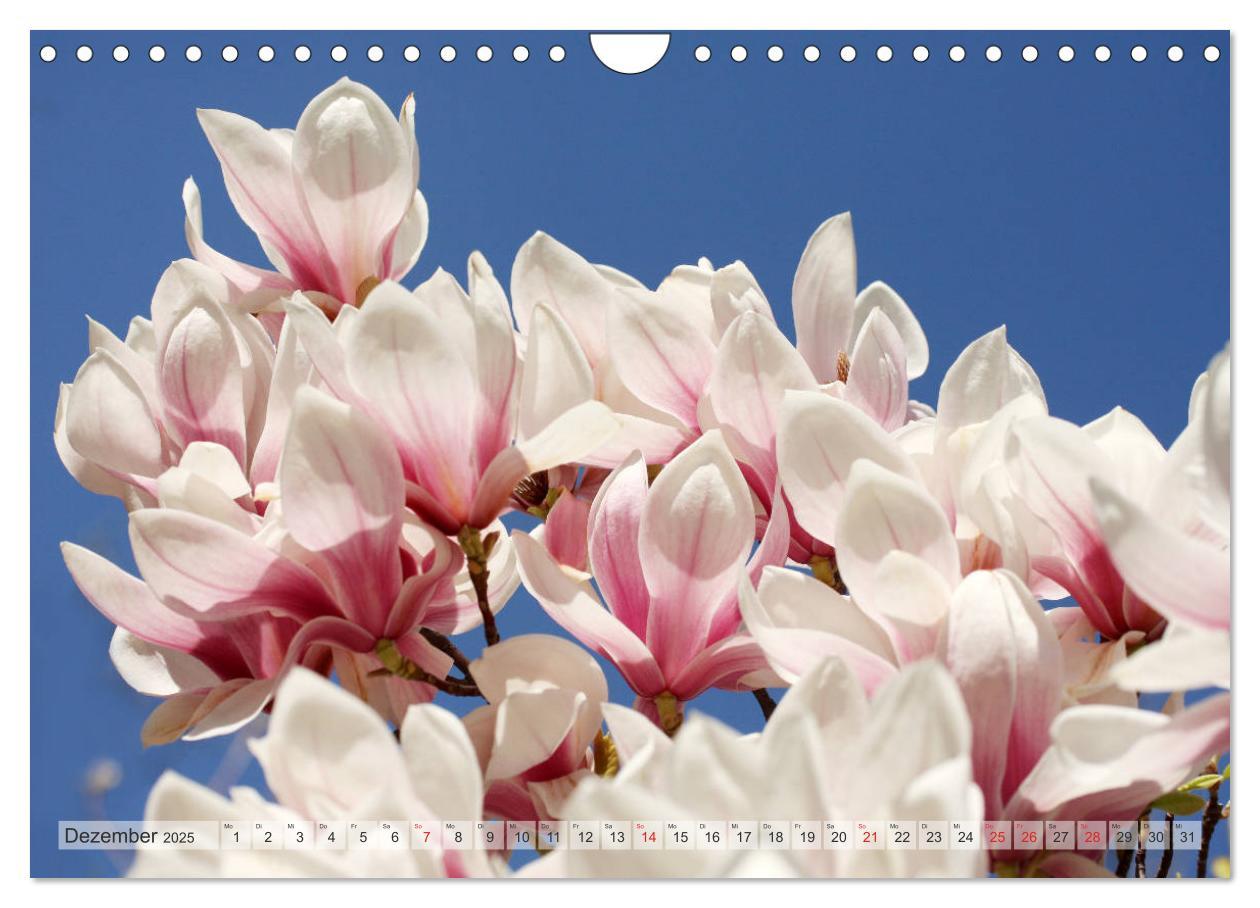 Bild: 9783435240357 | Magnolien Ein Blütenrausch (Wandkalender 2025 DIN A4 quer),...