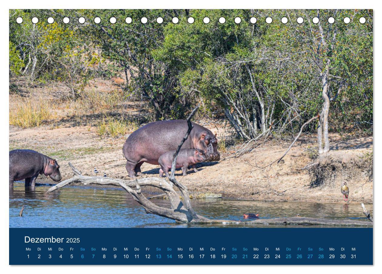 Bild: 9783435020584 | Nilpferde, Kolosse in Afrika (Tischkalender 2025 DIN A5 quer),...