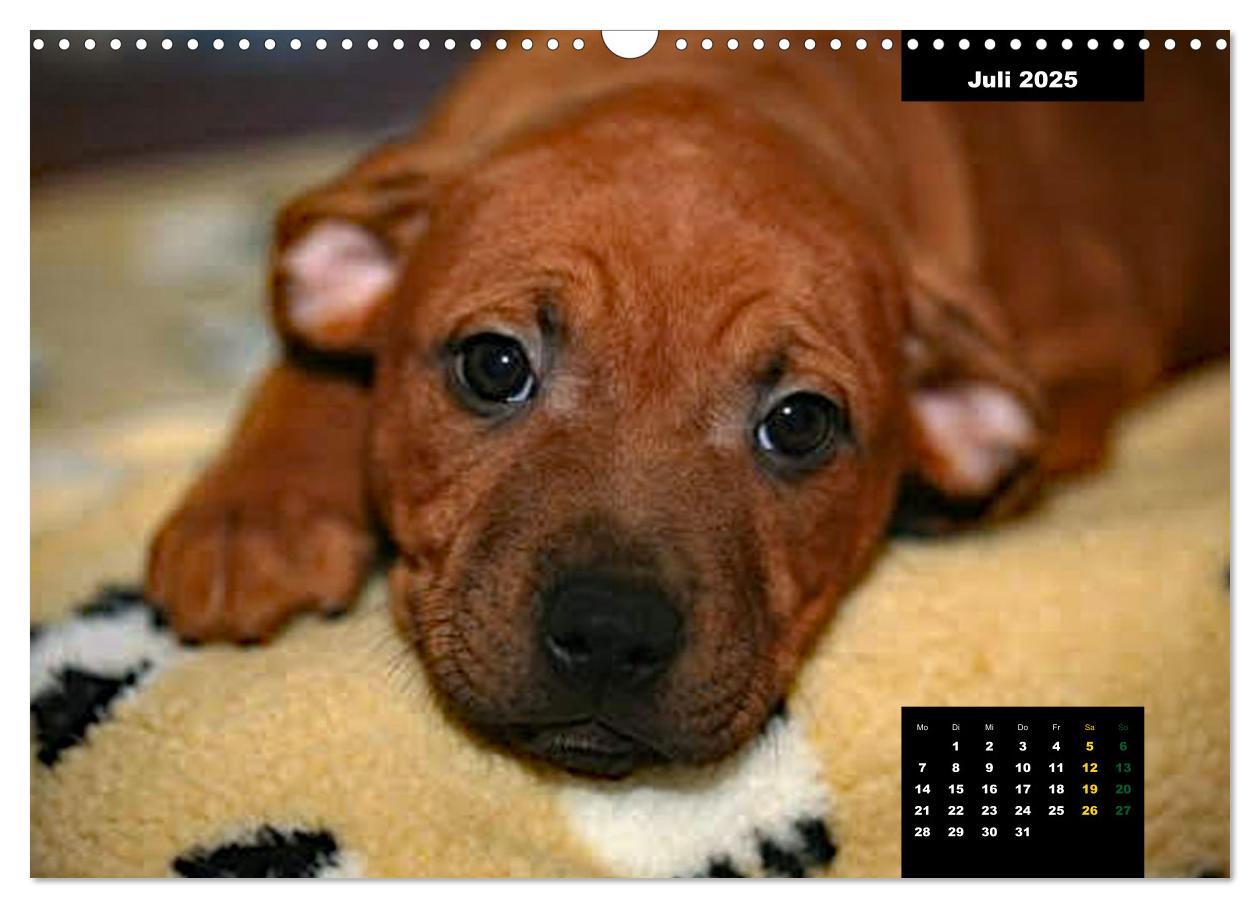 Bild: 9783383939457 | Rhodesian Ridgeback, Charmante Herzensbrecher (Wandkalender 2025...