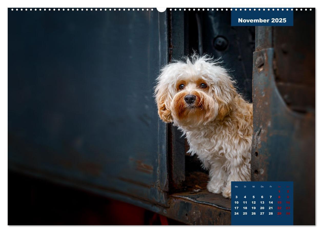 Bild: 9783435027781 | Rocket der Havaneser (hochwertiger Premium Wandkalender 2025 DIN A2...