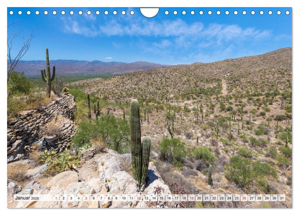 Bild: 9783435203079 | SAGUARO NATIONAL PARK Heimat des Saguaro-Kaktus (Wandkalender 2025...