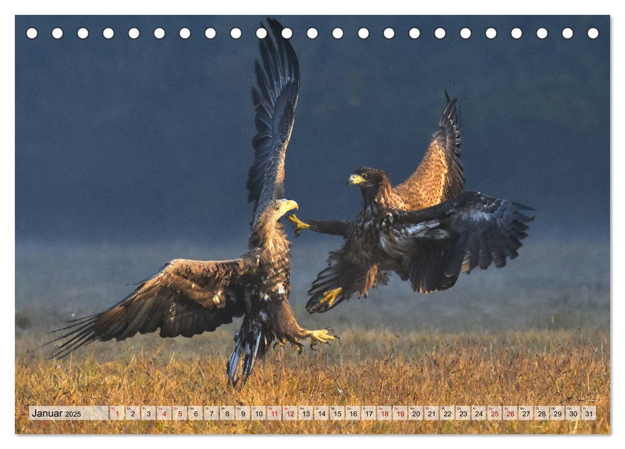 Bild: 9783435229680 | Majestätische Seeadler (Tischkalender 2025 DIN A5 quer), CALVENDO...