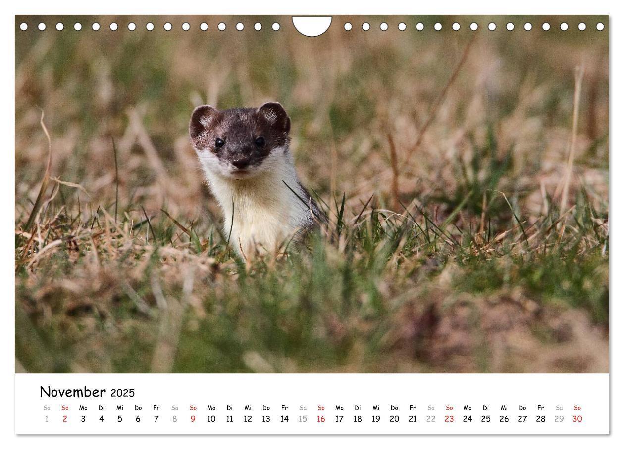 Bild: 9783435494804 | Hermelin - das wieselflinke Raubtier (Wandkalender 2025 DIN A4...