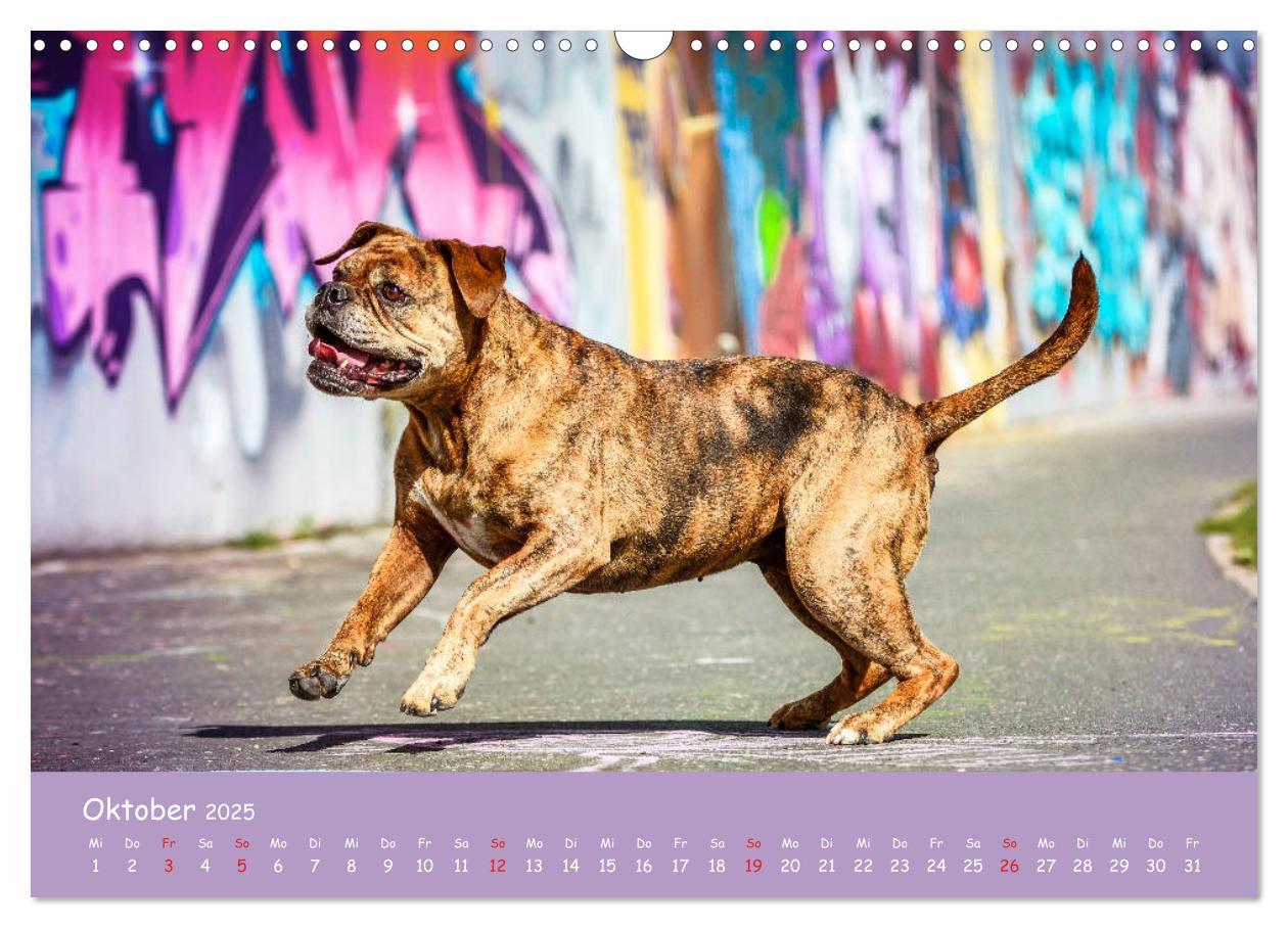 Bild: 9783435314157 | Hunde und Graffiti (Wandkalender 2025 DIN A3 quer), CALVENDO...