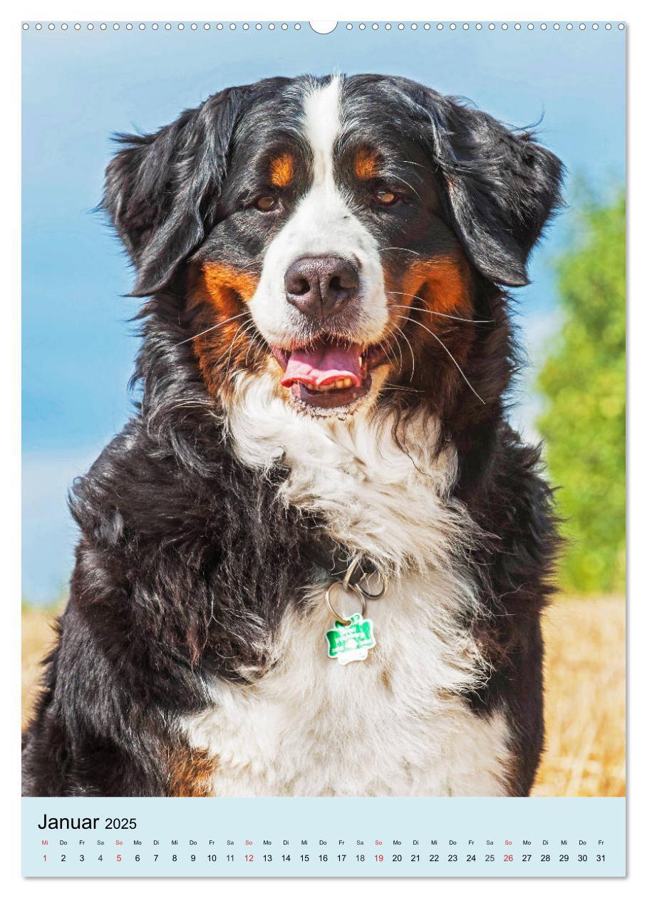 Bild: 9783435960200 | Berner Sennenhund - stark , schön und liebenswert (Wandkalender...