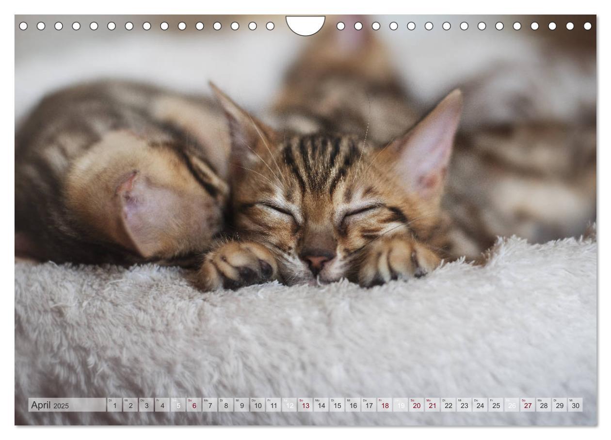 Bild: 9783435178889 | Wildes Wohnzimmer - Die Bengalkatze (Wandkalender 2025 DIN A4...