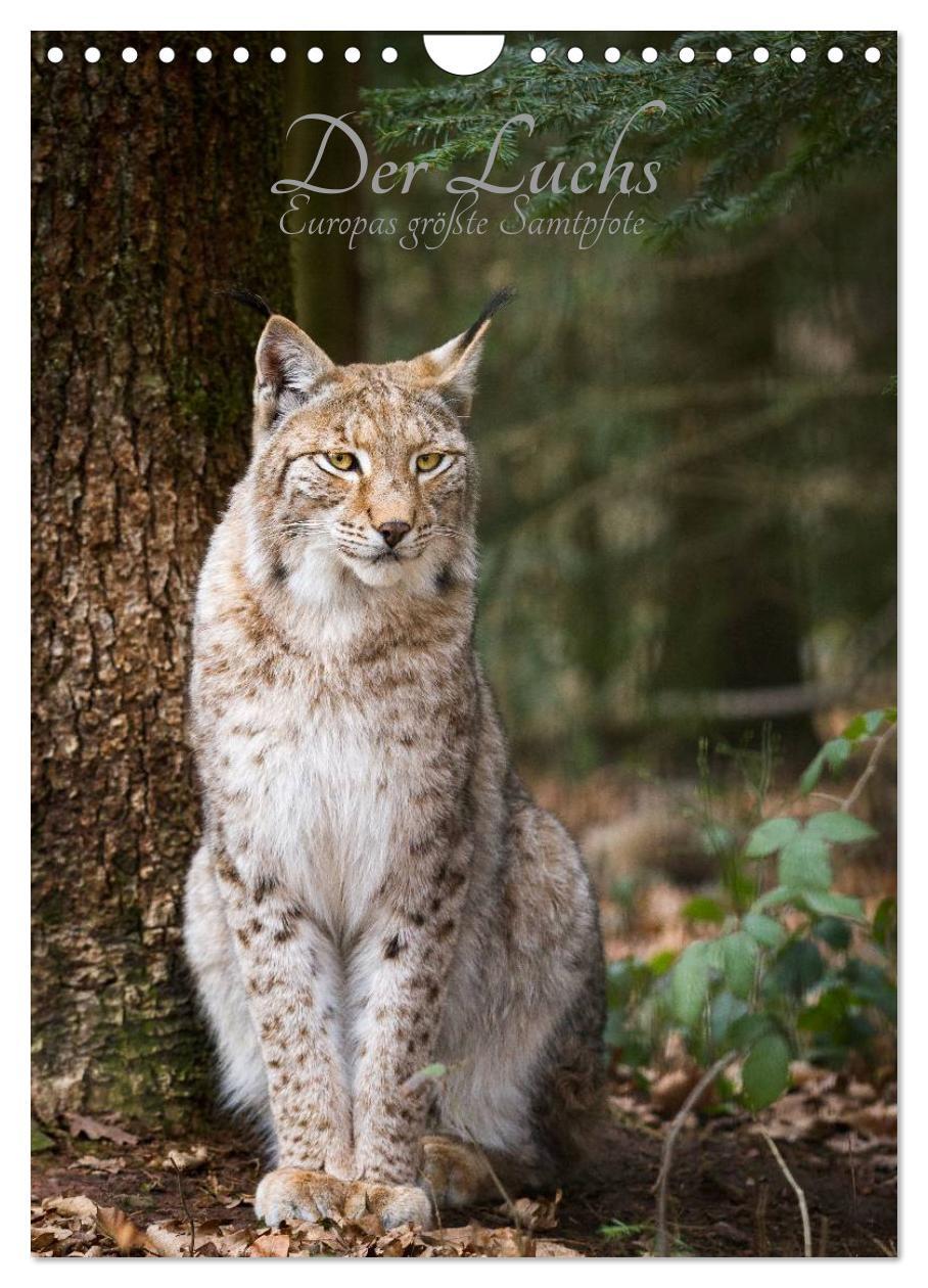 Cover: 9783457007570 | Der Luchs - Europas größte Samtpfote (Wandkalender 2025 DIN A4...