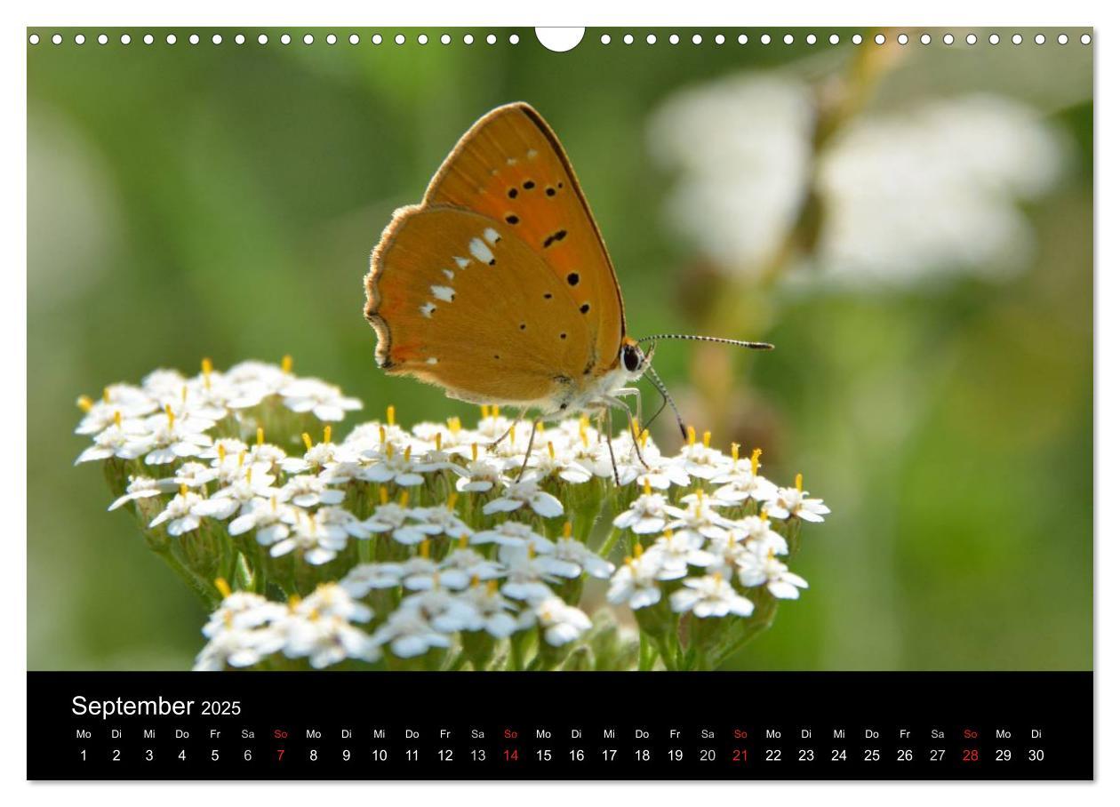 Bild: 9783435502585 | Schmetterlinge in Deutschland (Wandkalender 2025 DIN A3 quer),...