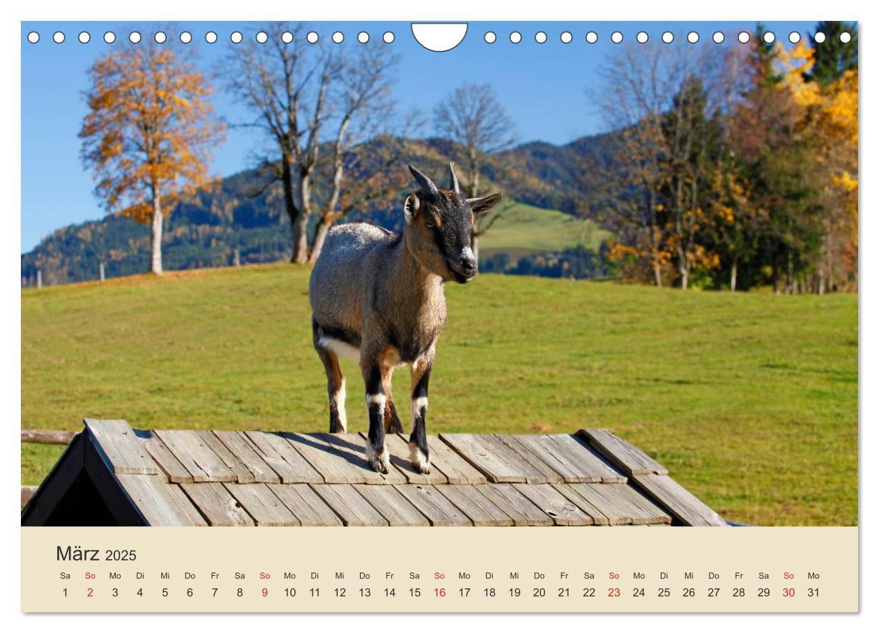 Bild: 9783435493708 | Wir sind die Stars am Bauernhof (Wandkalender 2025 DIN A4 quer),...