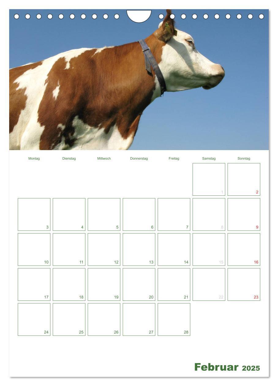 Bild: 9783457056271 | Kuhle Kühe 2025 (Wandkalender 2025 DIN A4 hoch), CALVENDO...