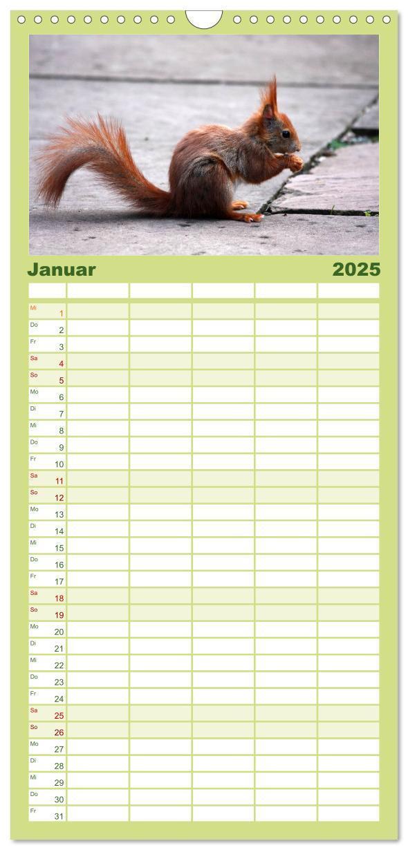 Bild: 9783457111062 | Familienplaner 2025 - Eichhörnchen mit 5 Spalten (Wandkalender, 21...