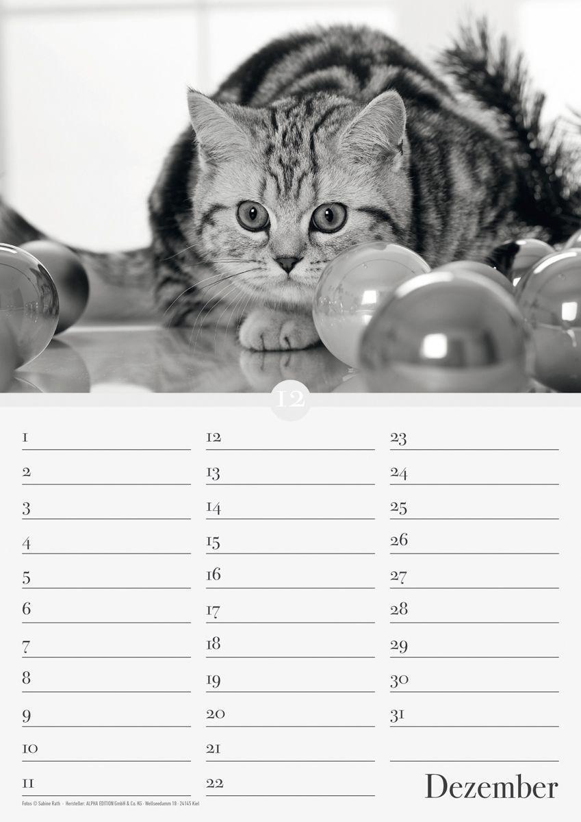 Bild: 9783840737169 | Geburtstagskalender Katzenwelt immerwährend | ALPHA EDITION | Kalender