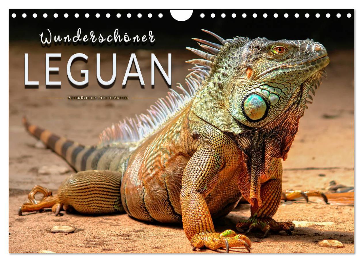 Cover: 9783435335930 | Wunderschöner Leguan (Wandkalender 2025 DIN A4 quer), CALVENDO...