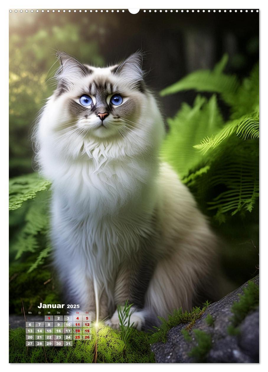 Bild: 9783383833342 | Pfotenabenteuer - Ragdolls in der Natur (Wandkalender 2025 DIN A2...