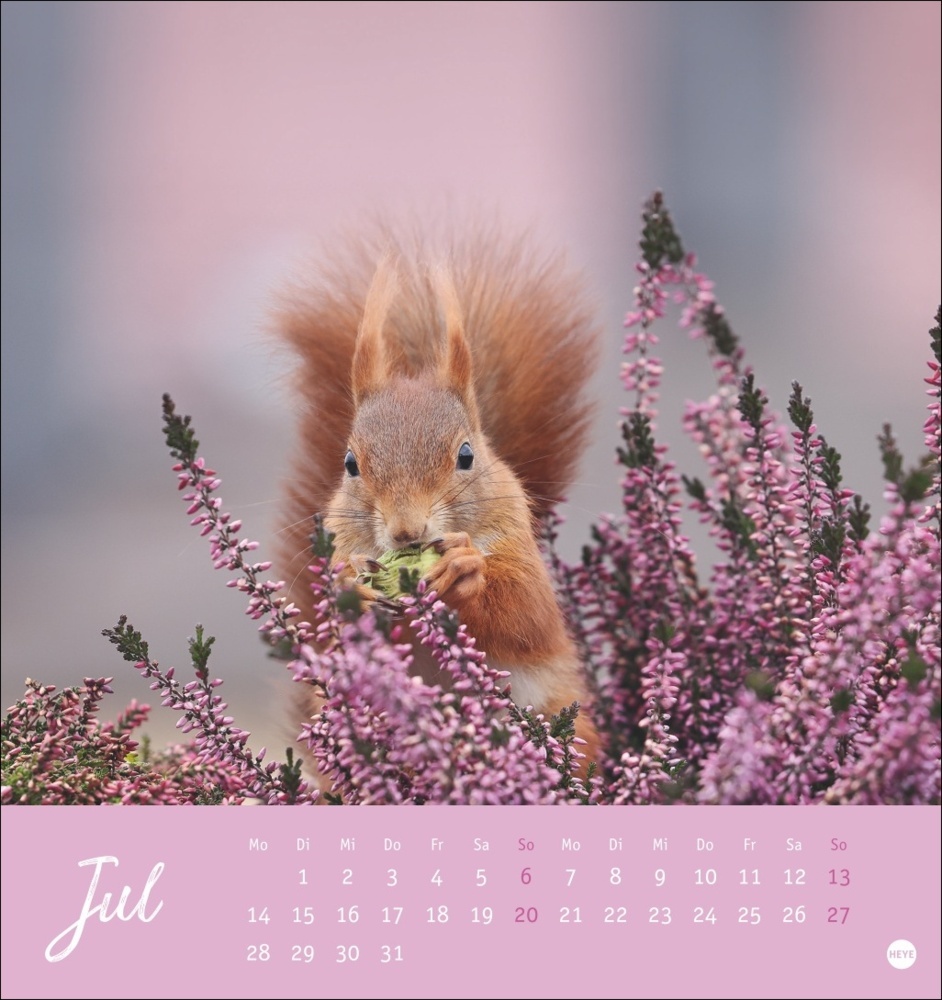 Bild: 9783756407071 | Eichhörnchen Postkartenkalender 2025 | Kalender | Spiralbindung | 2025