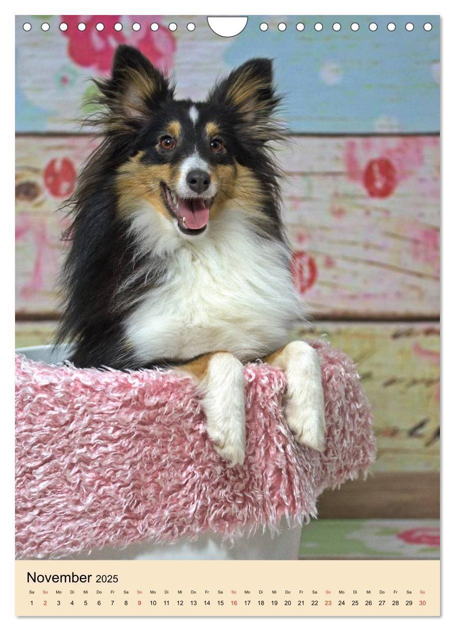 Bild: 9783457041130 | Mit Shelties durchs Jahr (Wandkalender 2025 DIN A4 hoch), CALVENDO...