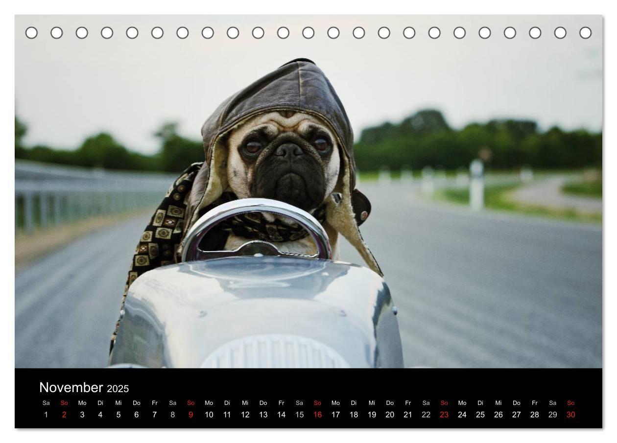 Bild: 9783435768424 | Der MOPS-Kalender (Tischkalender 2025 DIN A5 quer), CALVENDO...