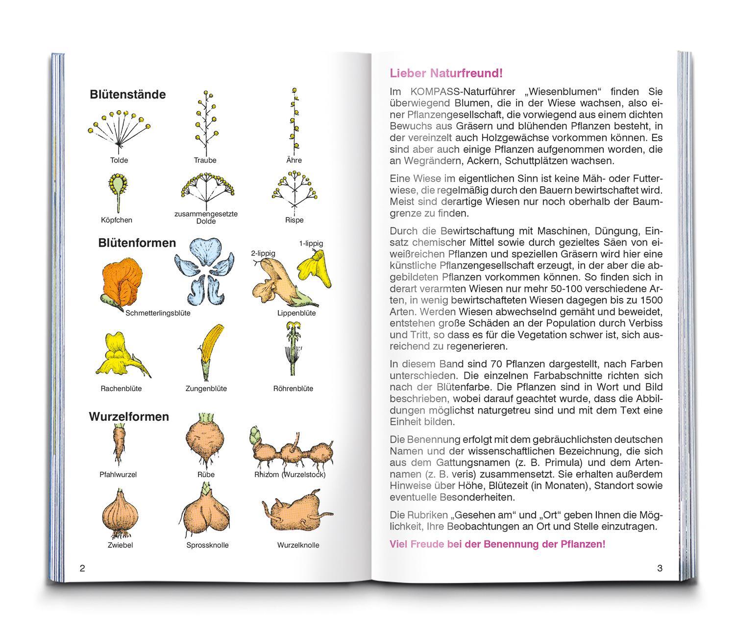 Bild: 9783991215387 | KOMPASS Naturführer Wiesenblumen | Christine Jaitner | Taschenbuch