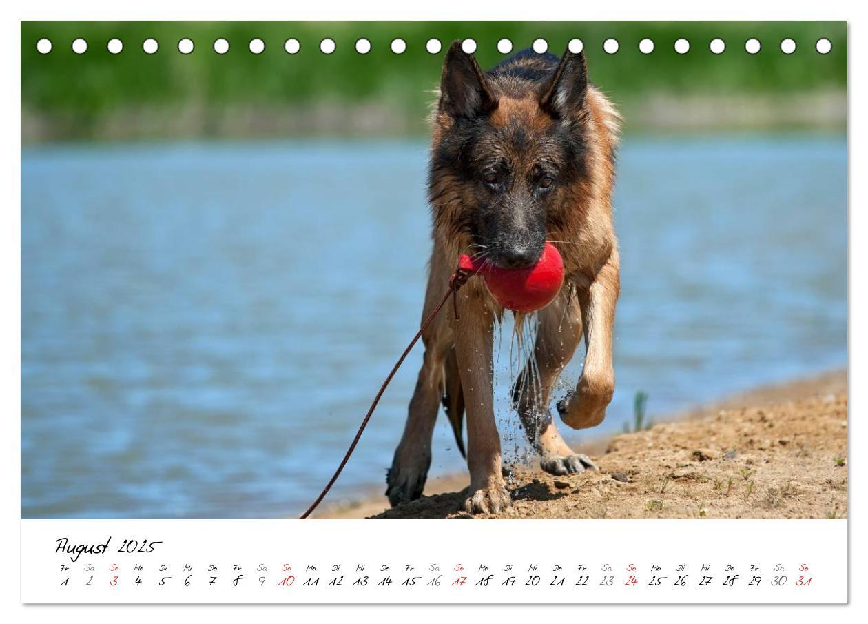 Bild: 9783435686360 | Deutsche Schäferhunde - Traumhunde (Tischkalender 2025 DIN A5...