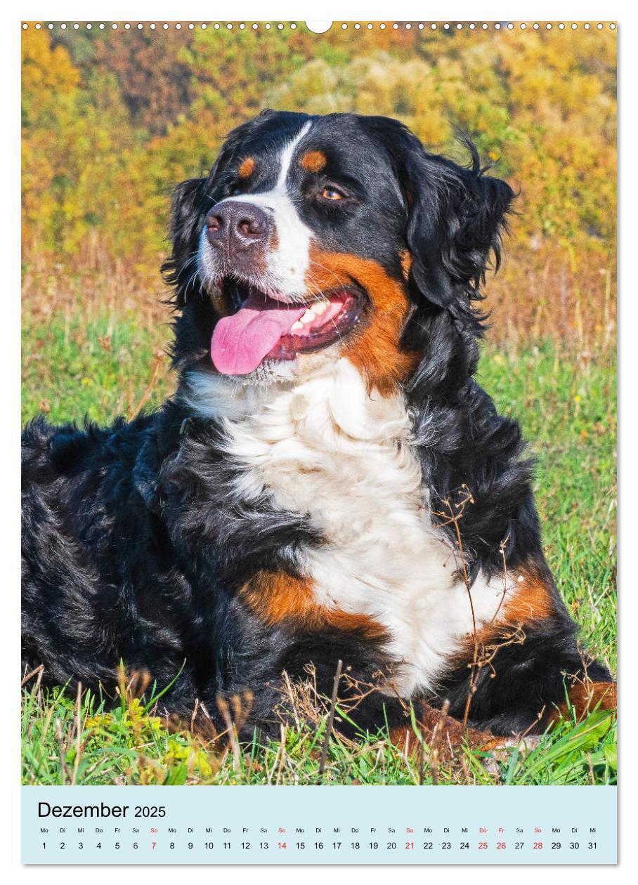 Bild: 9783435960200 | Berner Sennenhund - stark , schön und liebenswert (Wandkalender...