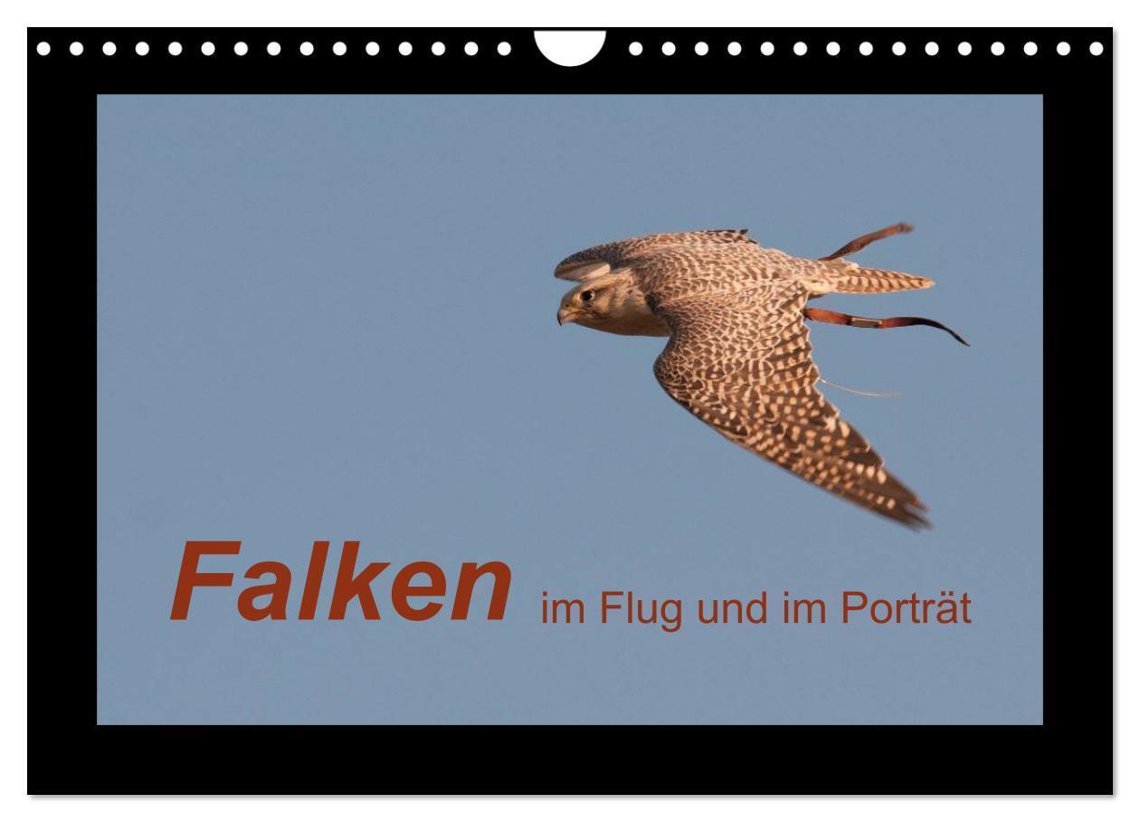 Cover: 9783435702282 | Falken im Flug und im Porträt (Wandkalender 2025 DIN A4 quer),...